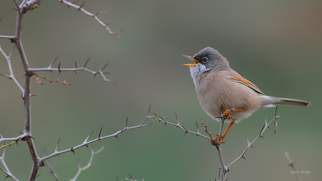 Spectacled Warbler