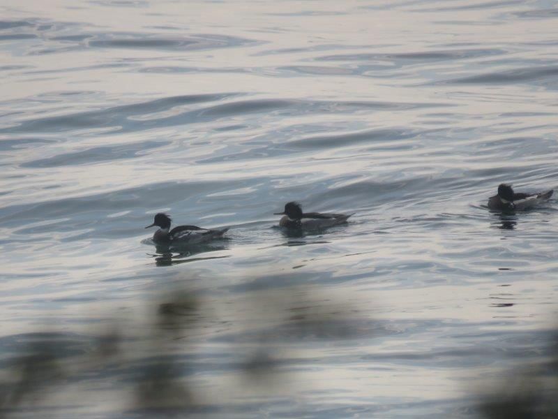 Red-breasted Merganser