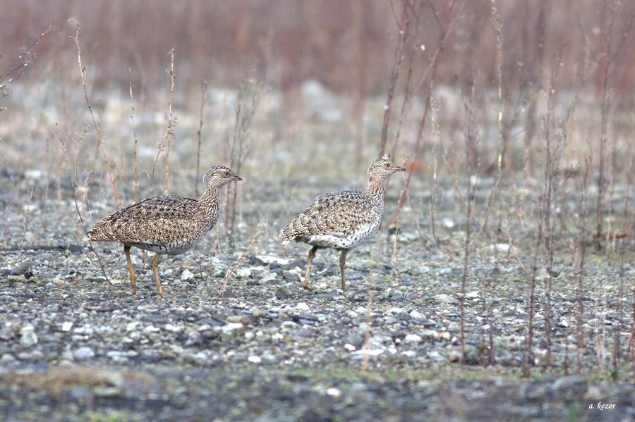 Little Bustard