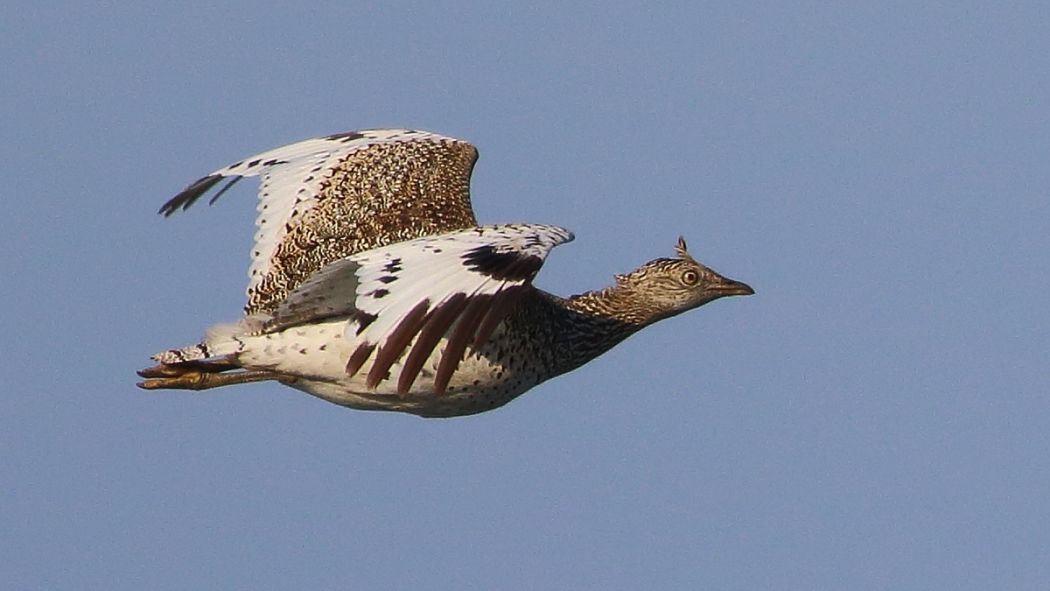 Little Bustard