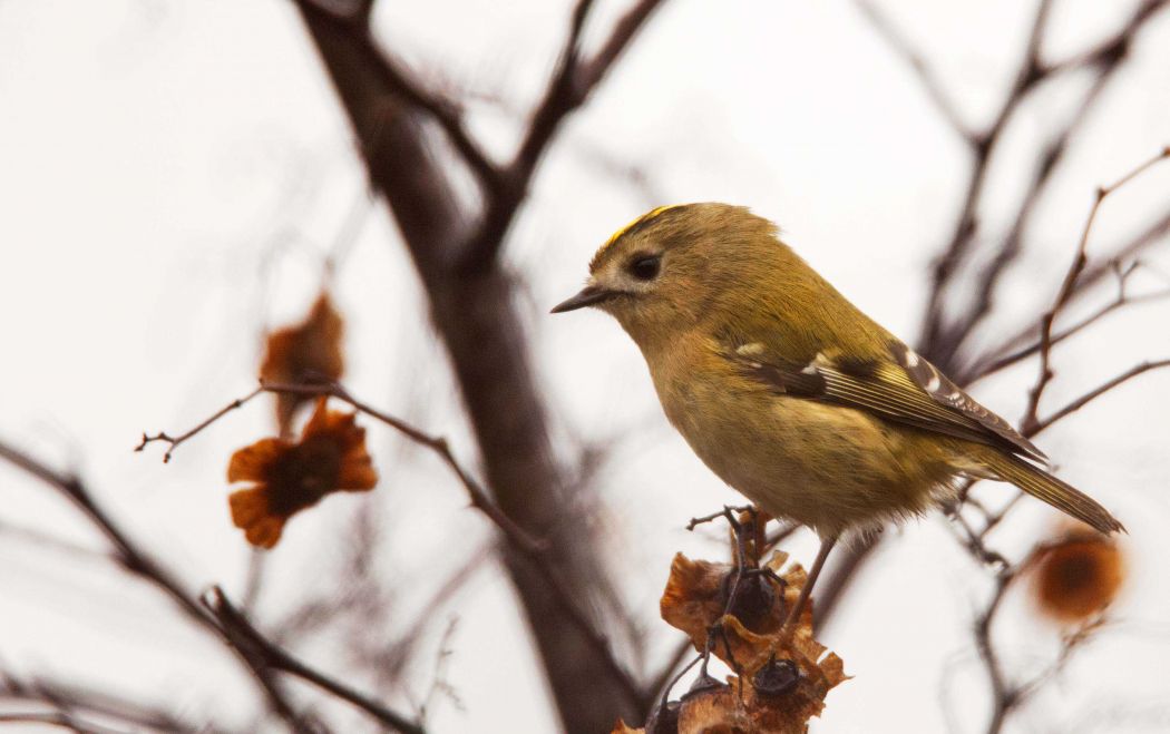 Goldcrest