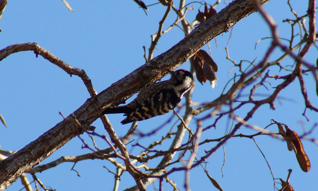 Lesser Spotted Woodpecker