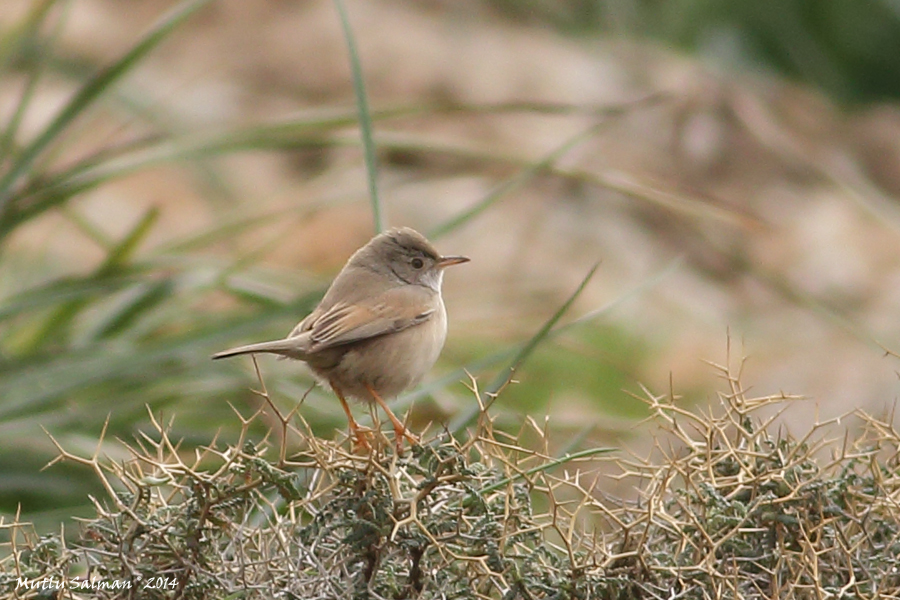 Spectacled Warbler