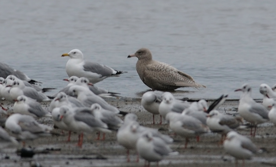 Glaucous Gull