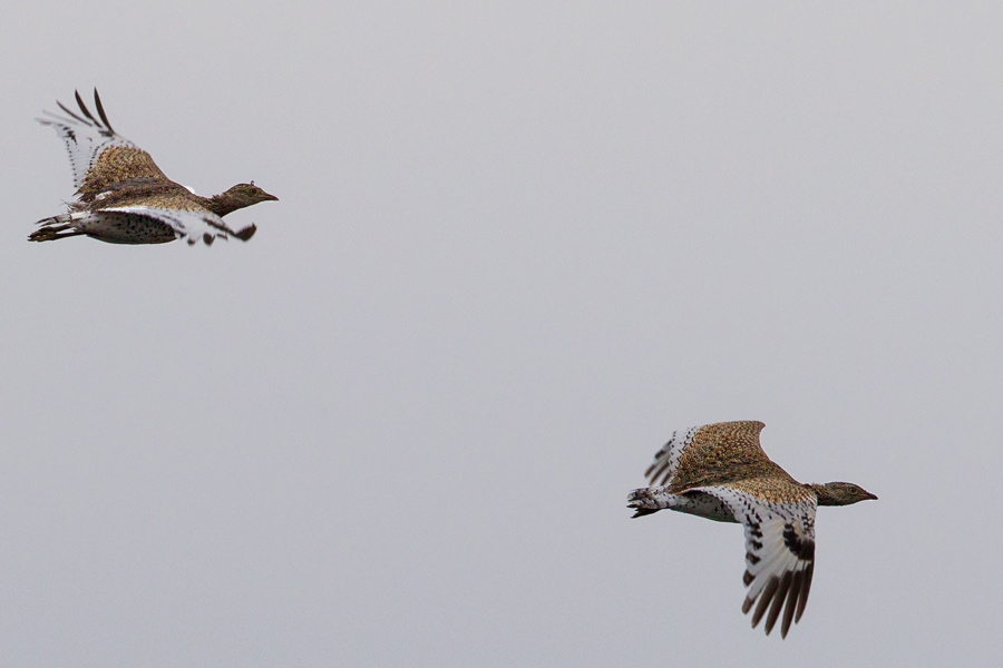 Little Bustard