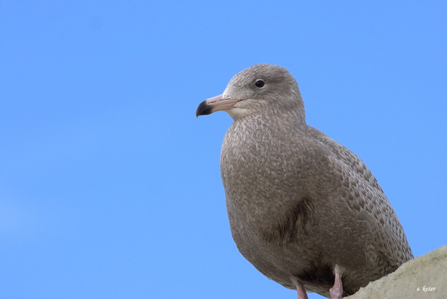 Glaucous Gull