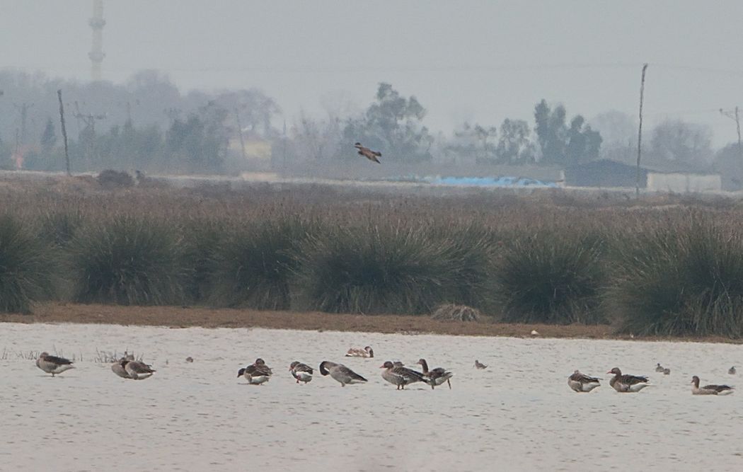 Greylag Goose