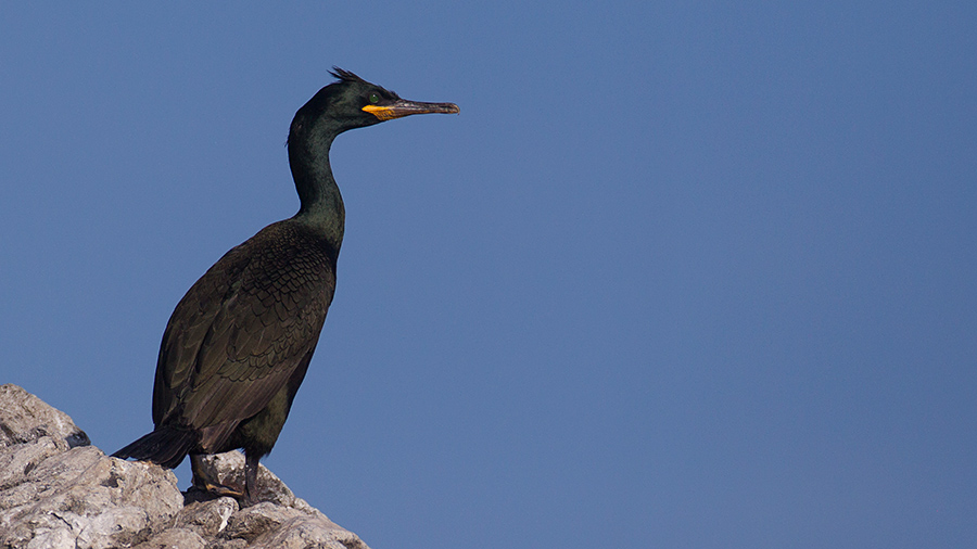 European Shag