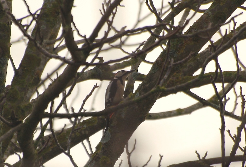 Great Spotted Woodpecker