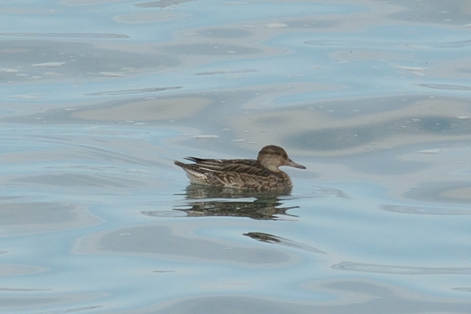 Eurasian Teal