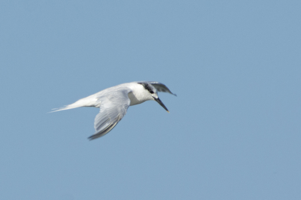 Sandwich Tern