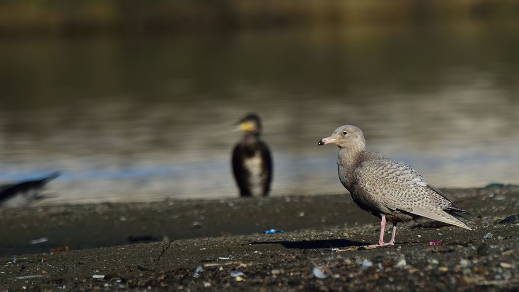 Glaucous Gull