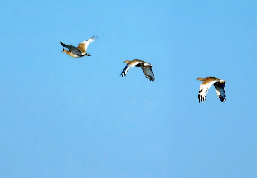 Little Bustard