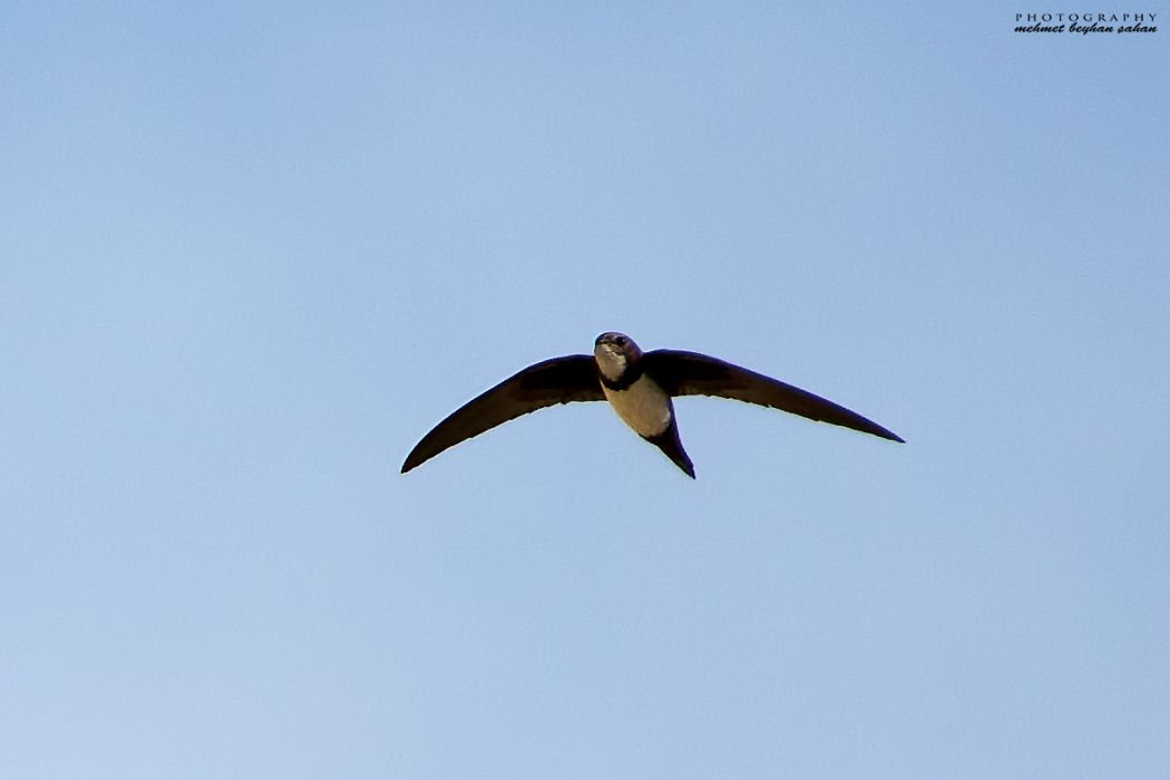 Alpine Swift