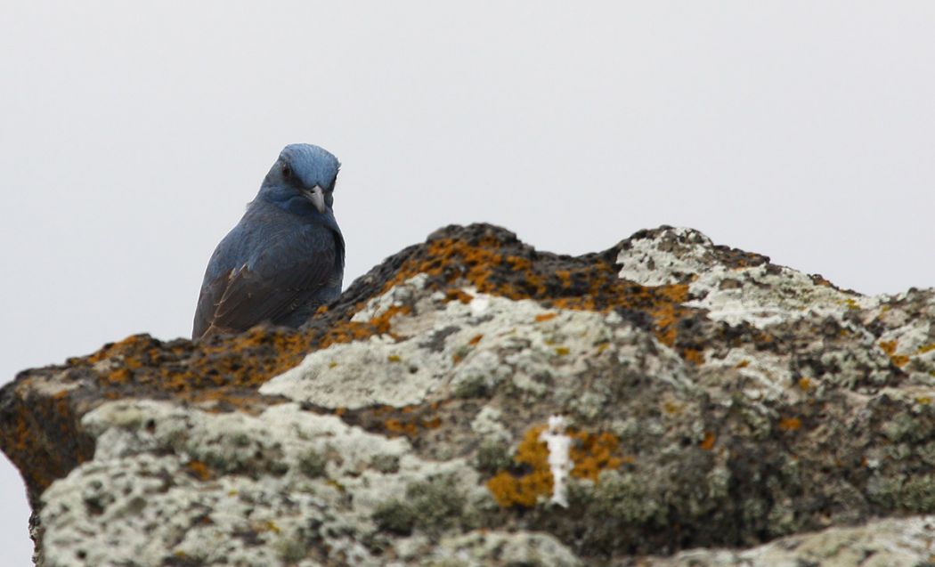 Blue Rock Thrush