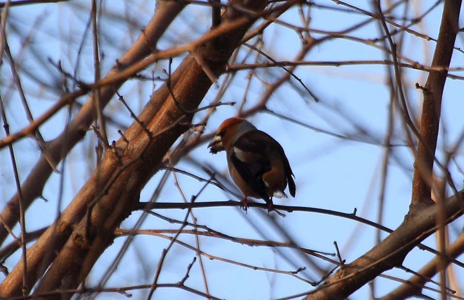 Hawfinch
