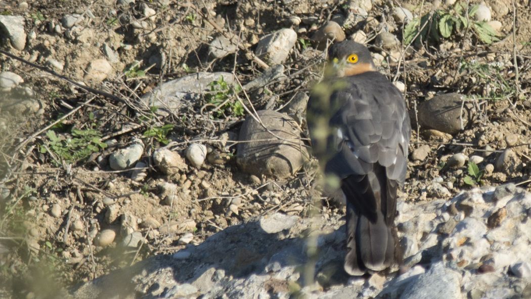 Eurasian Sparrowhawk