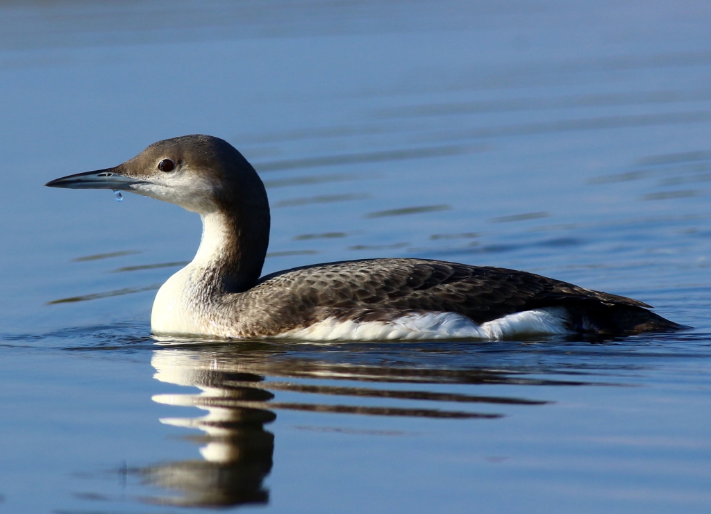 Black-throated Loon