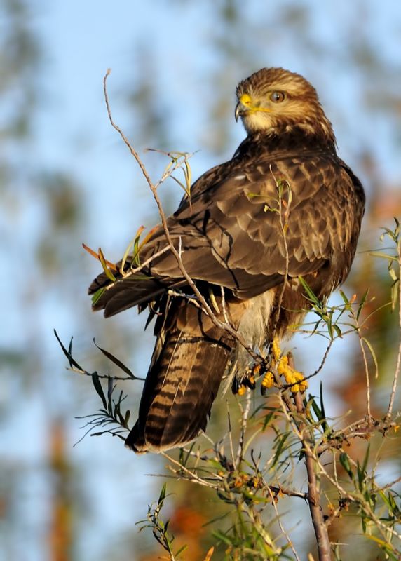 Common Buzzard
