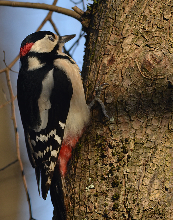 Great Spotted Woodpecker