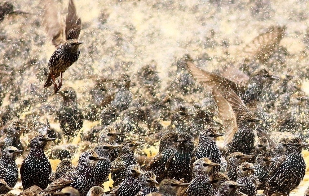 Common Starling