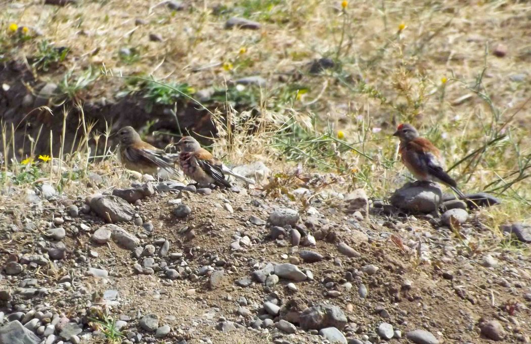 Common Linnet