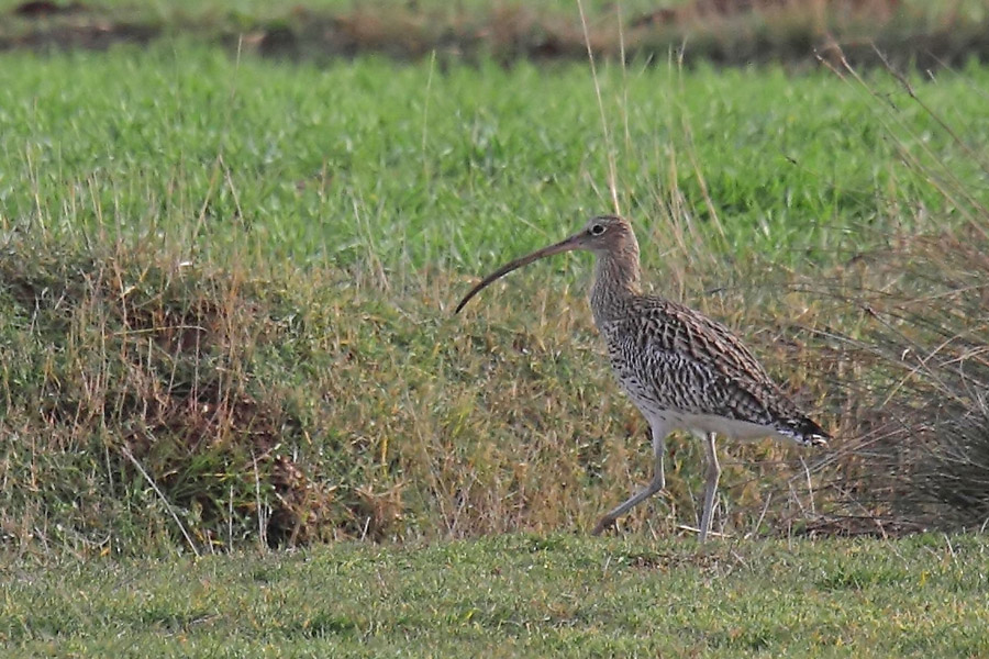 Eurasian Curlew