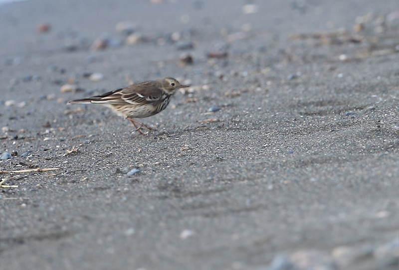 Buff-bellied Pipit