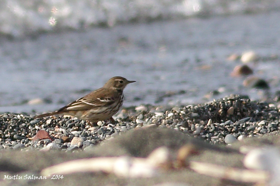 Buff-bellied Pipit
