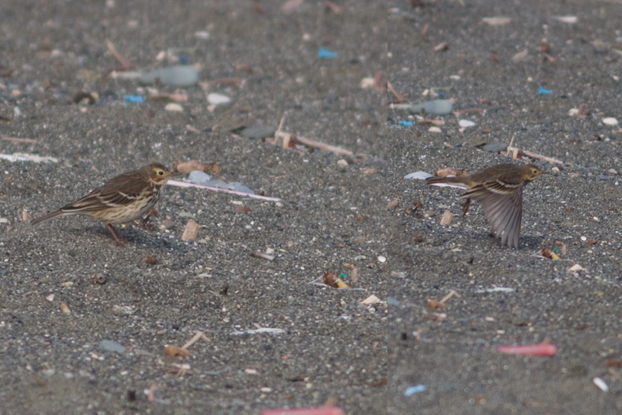 Buff-bellied Pipit