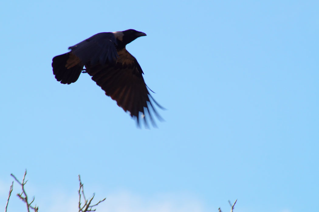 Hooded Crow