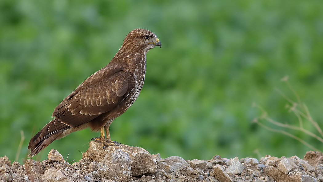 Common Buzzard
