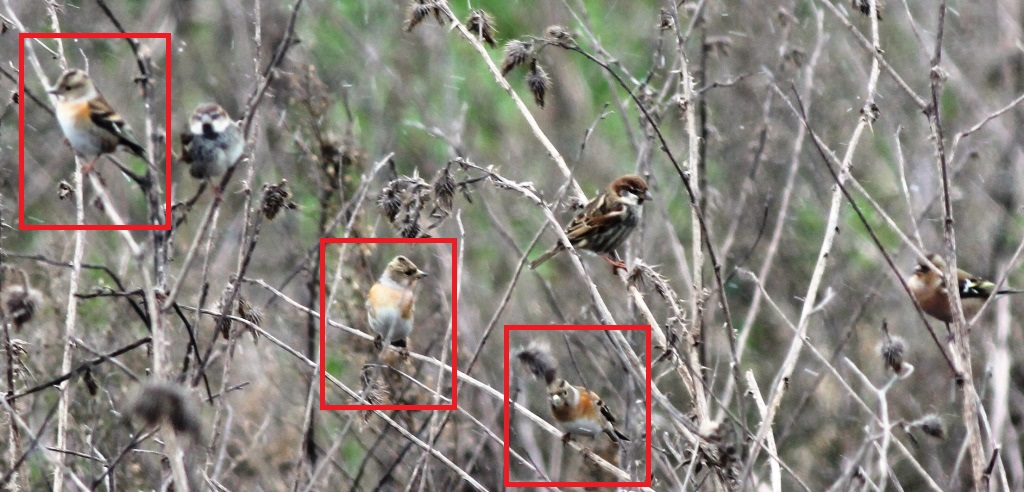 Brambling