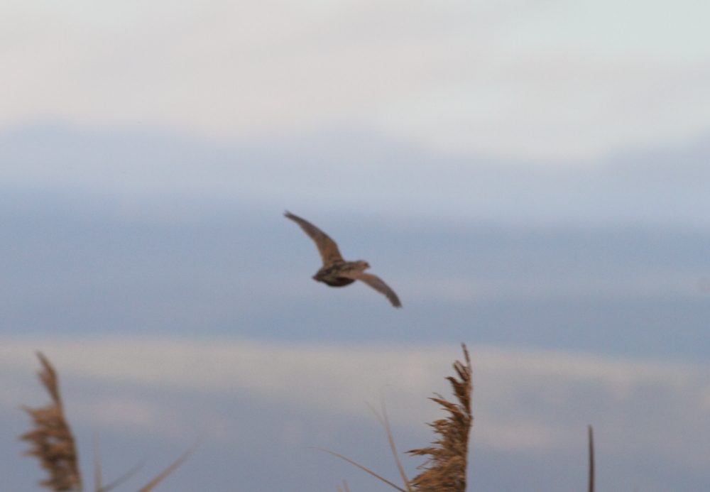 Common Quail