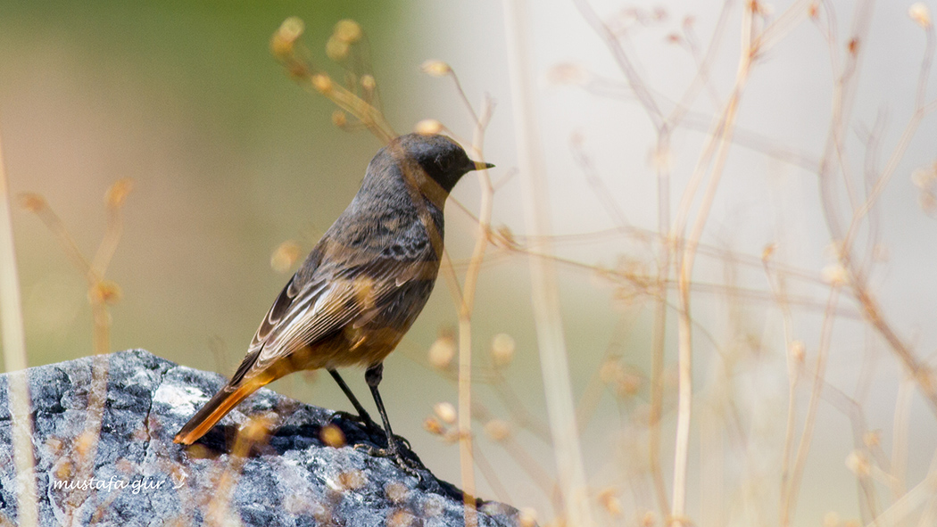 Black Redstart