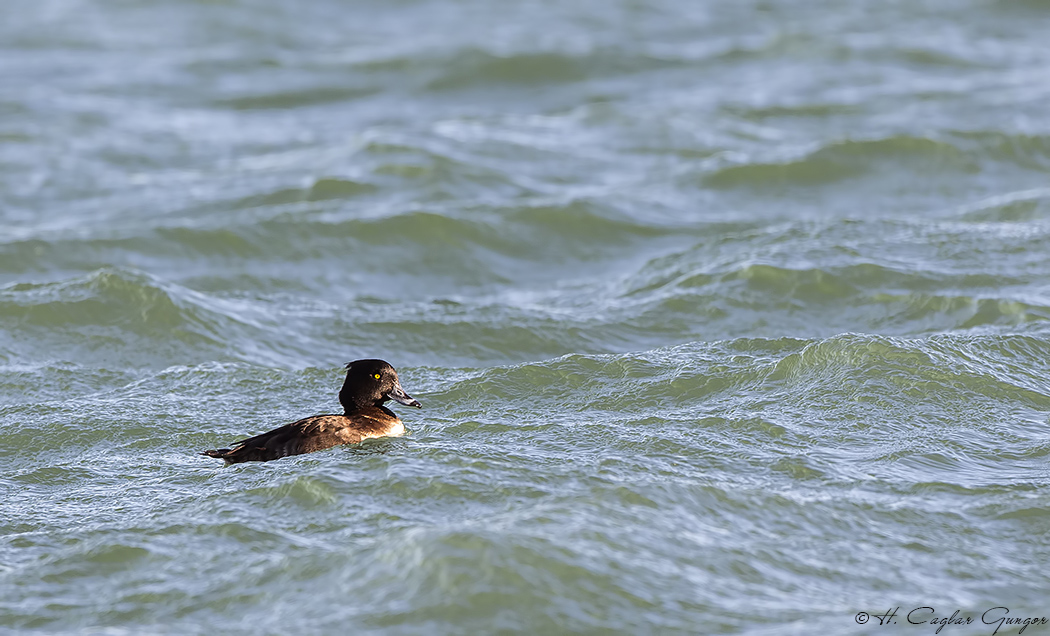 Tufted Duck