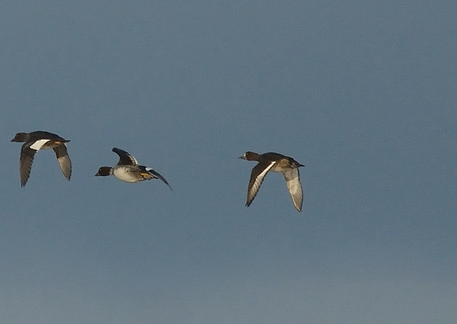 Greater Scaup