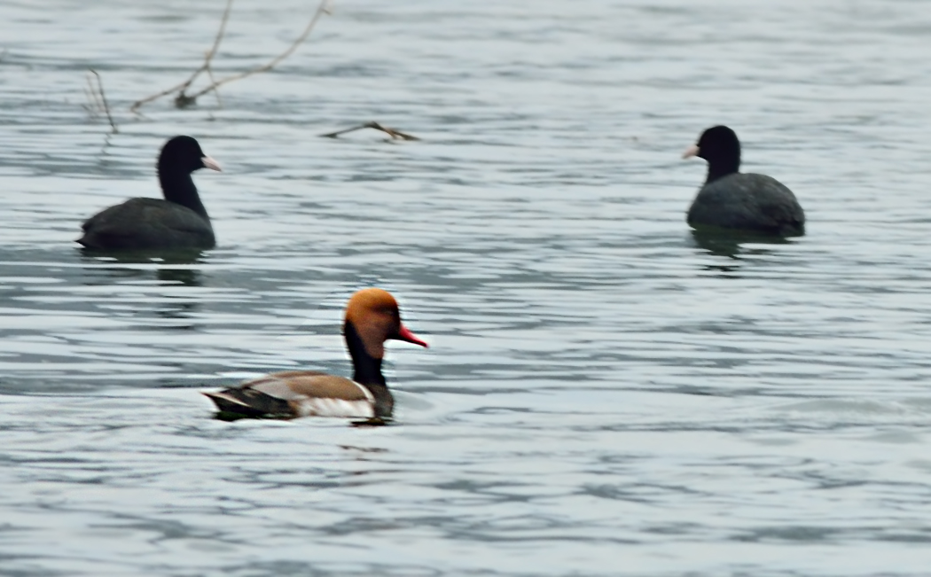 Red-crested Pochard