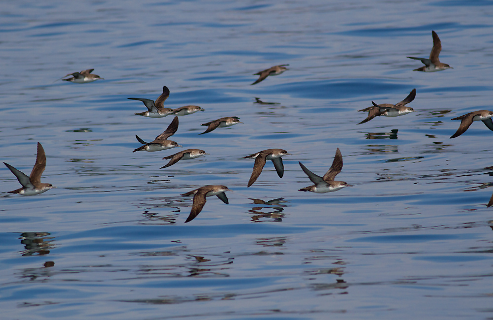 Yelkouan Shearwater