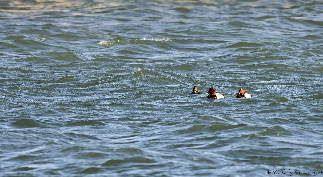 Common Pochard