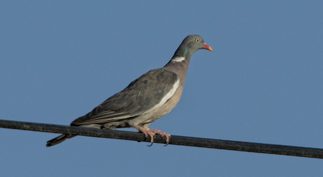 Common Wood Pigeon