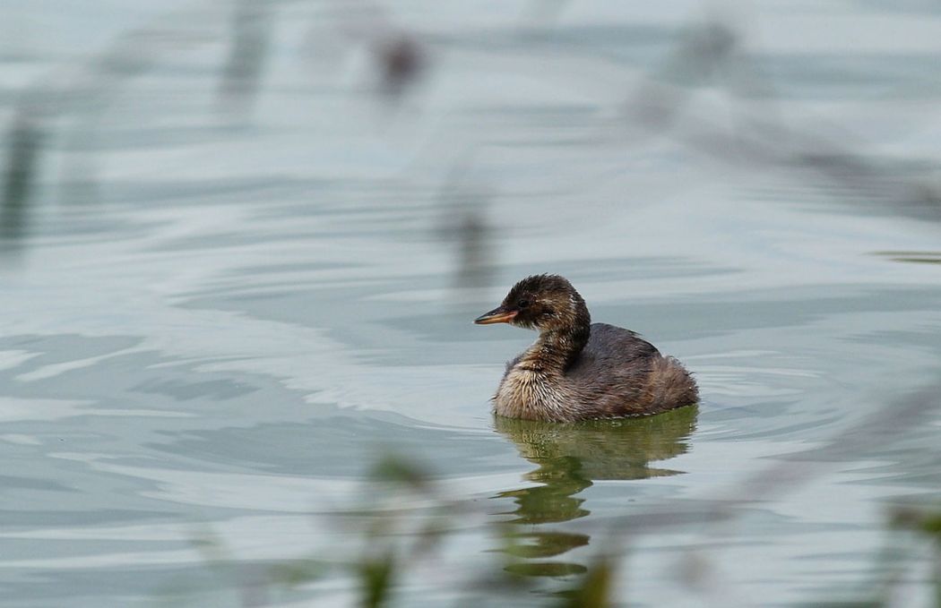 Little Grebe