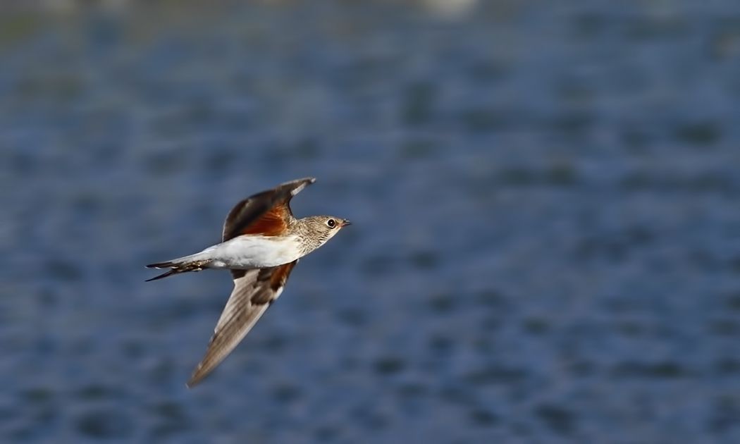 Collared Pratincole