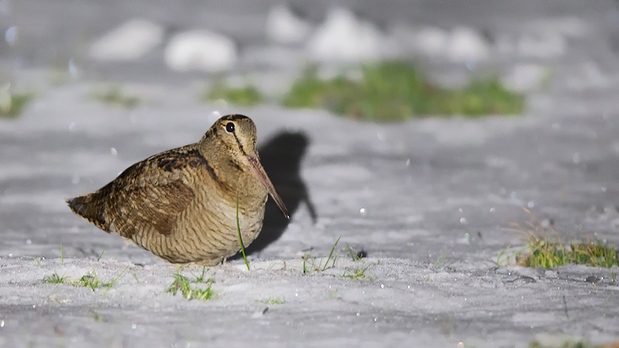 Eurasian Woodcock