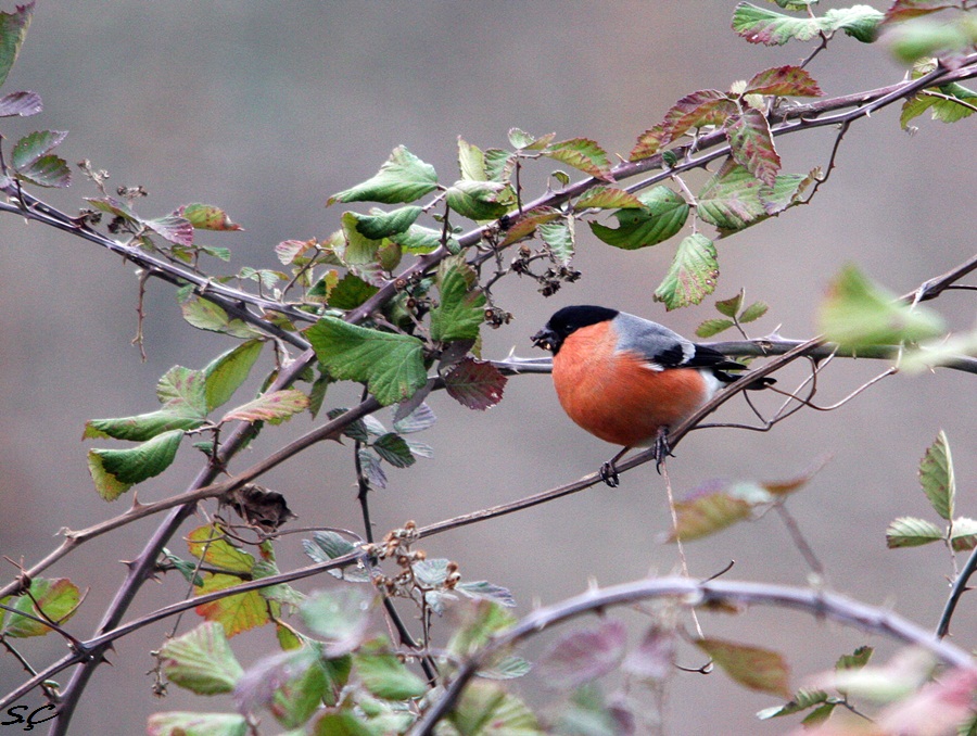 Eurasian Bullfinch