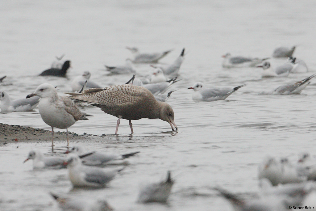 Glaucous Gull