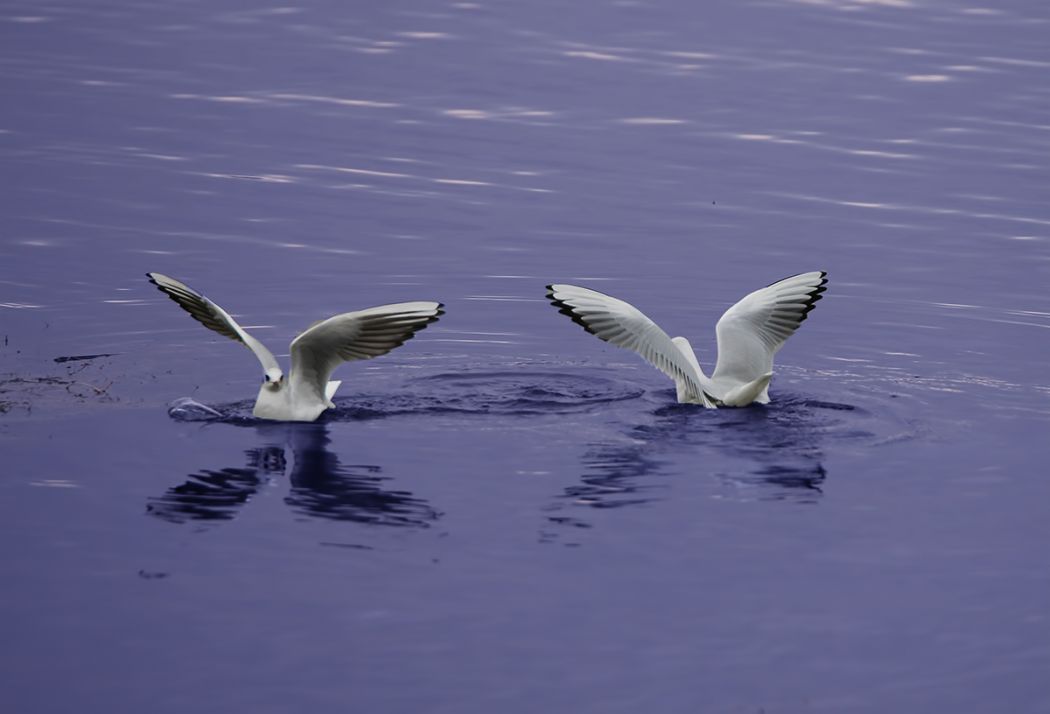 Black-headed Gull