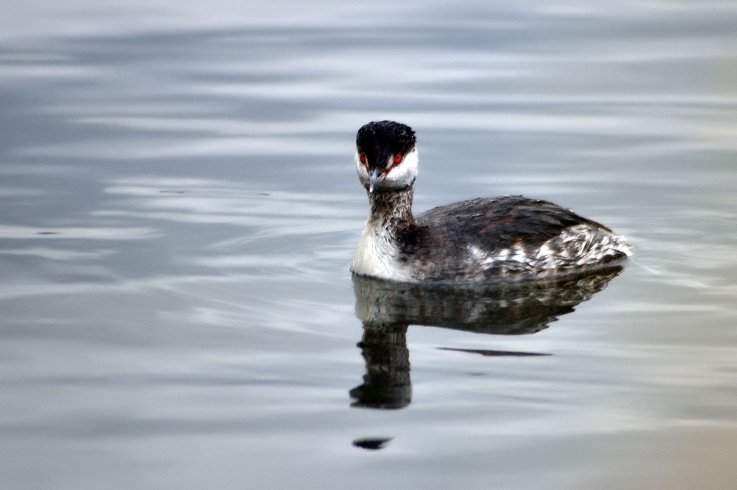 Horned Grebe