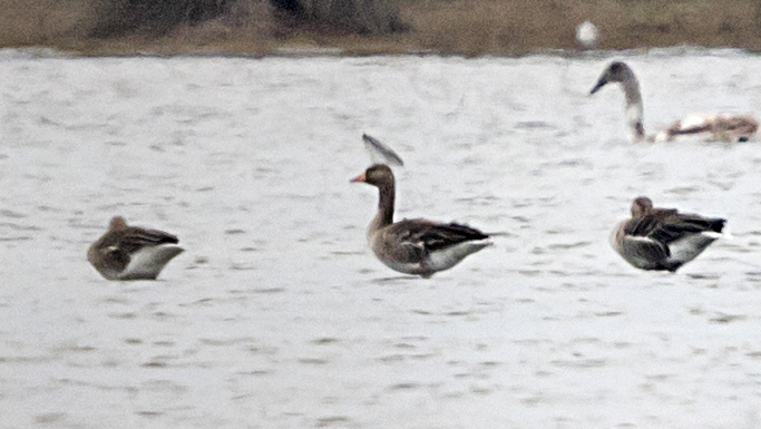 Greylag Goose