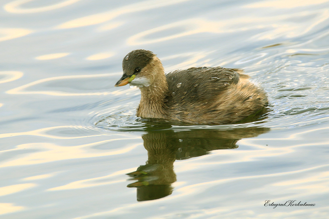 Little Grebe